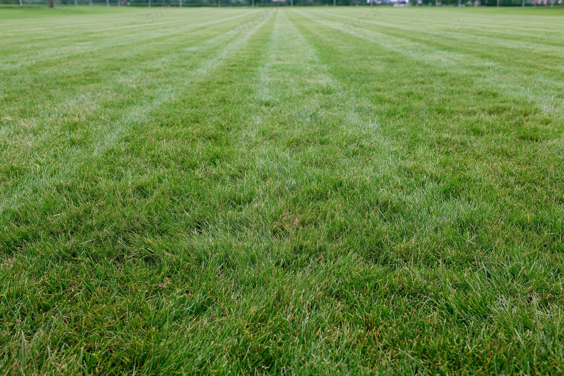 Freshly mowed lawn with striped pattern stretching across open field
