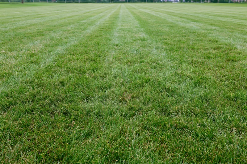 Freshly mowed lawn with striped pattern stretching across open field