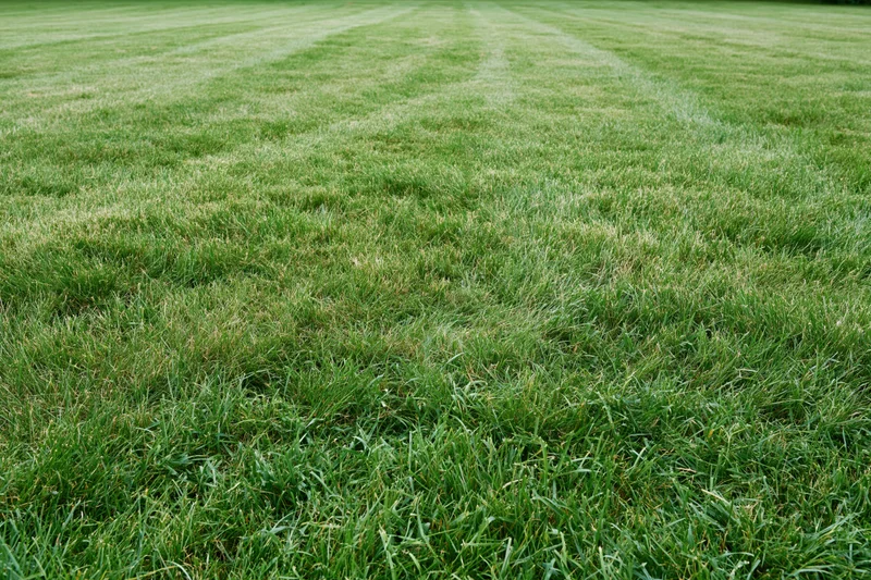 Freshly mowed lawn with striped pattern stretching across the frame