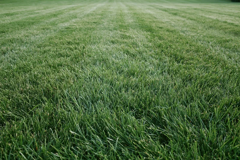 Freshly mowed lawn with striped pattern stretching across the frame