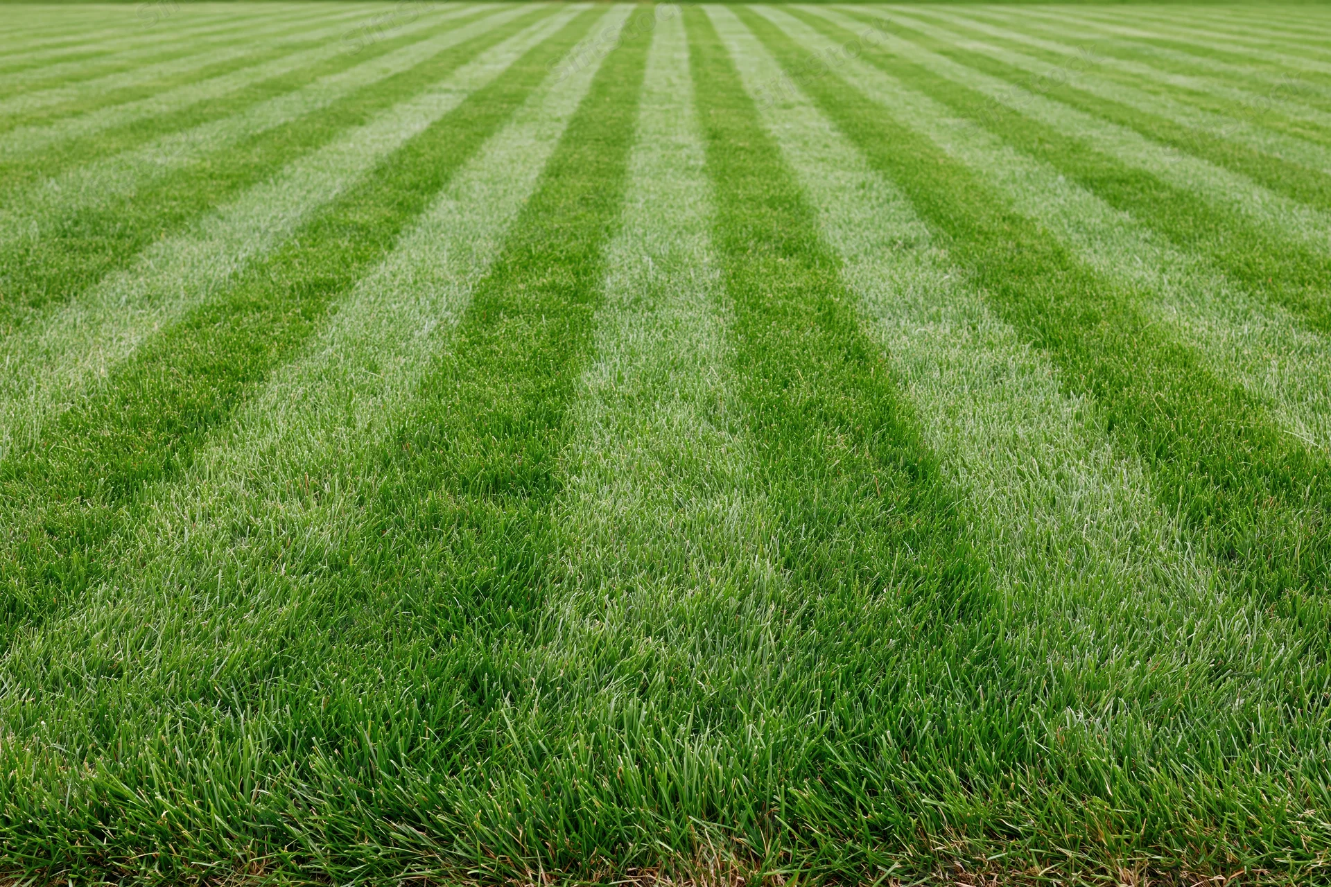 Freshly mowed lawn with alternating light and dark green stripes extending into the distance