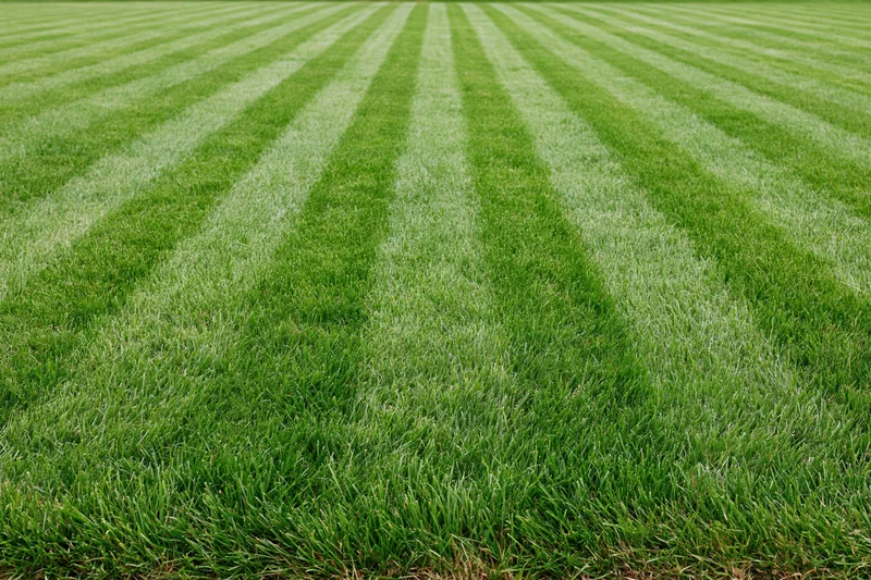 Freshly mowed lawn with alternating light and dark green stripes extending into the distance