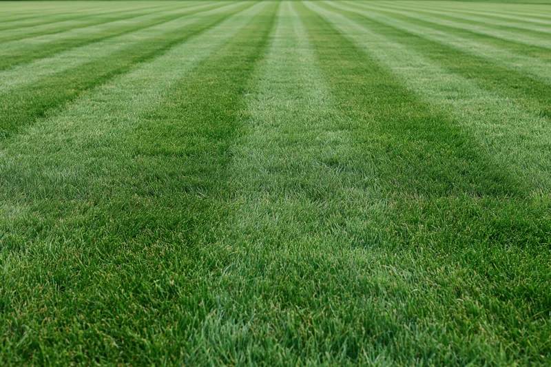 Freshly mowed lawn with alternating light and dark green stripes extending into the distance