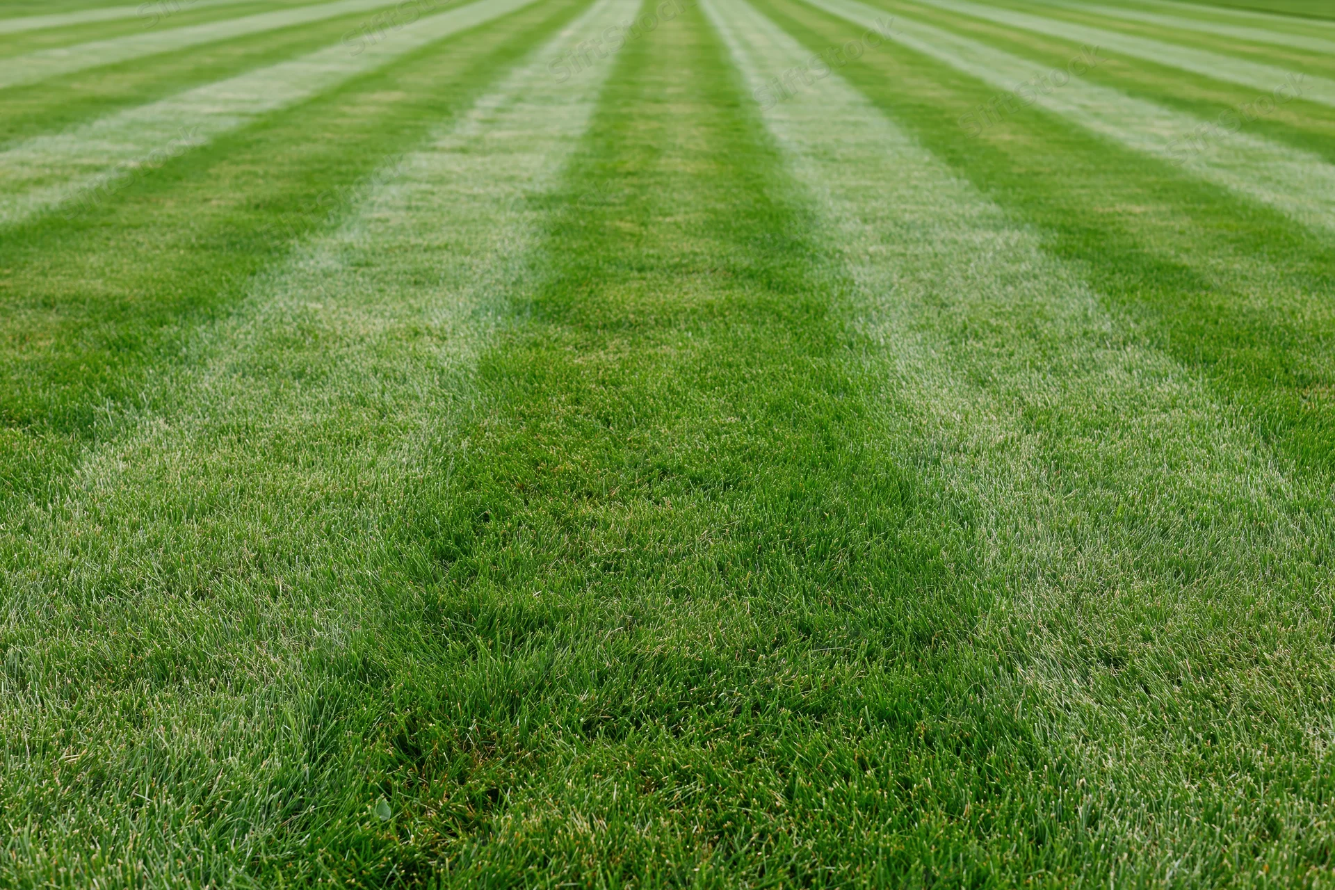 Freshly mowed lawn with alternating light and dark green stripes extending into the distance