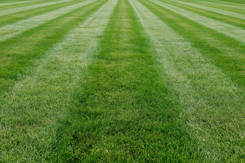 Freshly mowed lawn with alternating light and dark green stripes extending into the distance