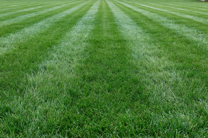 Freshly mowed lawn with alternating light and dark green stripes extending into the distance