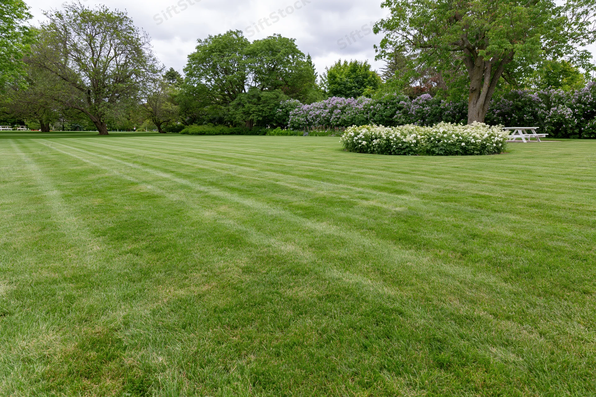 Freshly mowed striped lawn in a public park with blooming shrubs and trees in spring