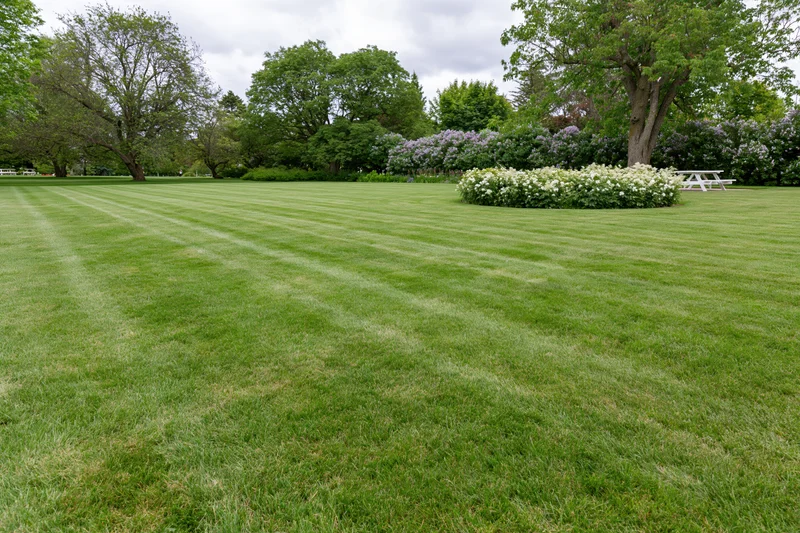 Freshly mowed striped lawn in a public park with blooming shrubs and trees in spring