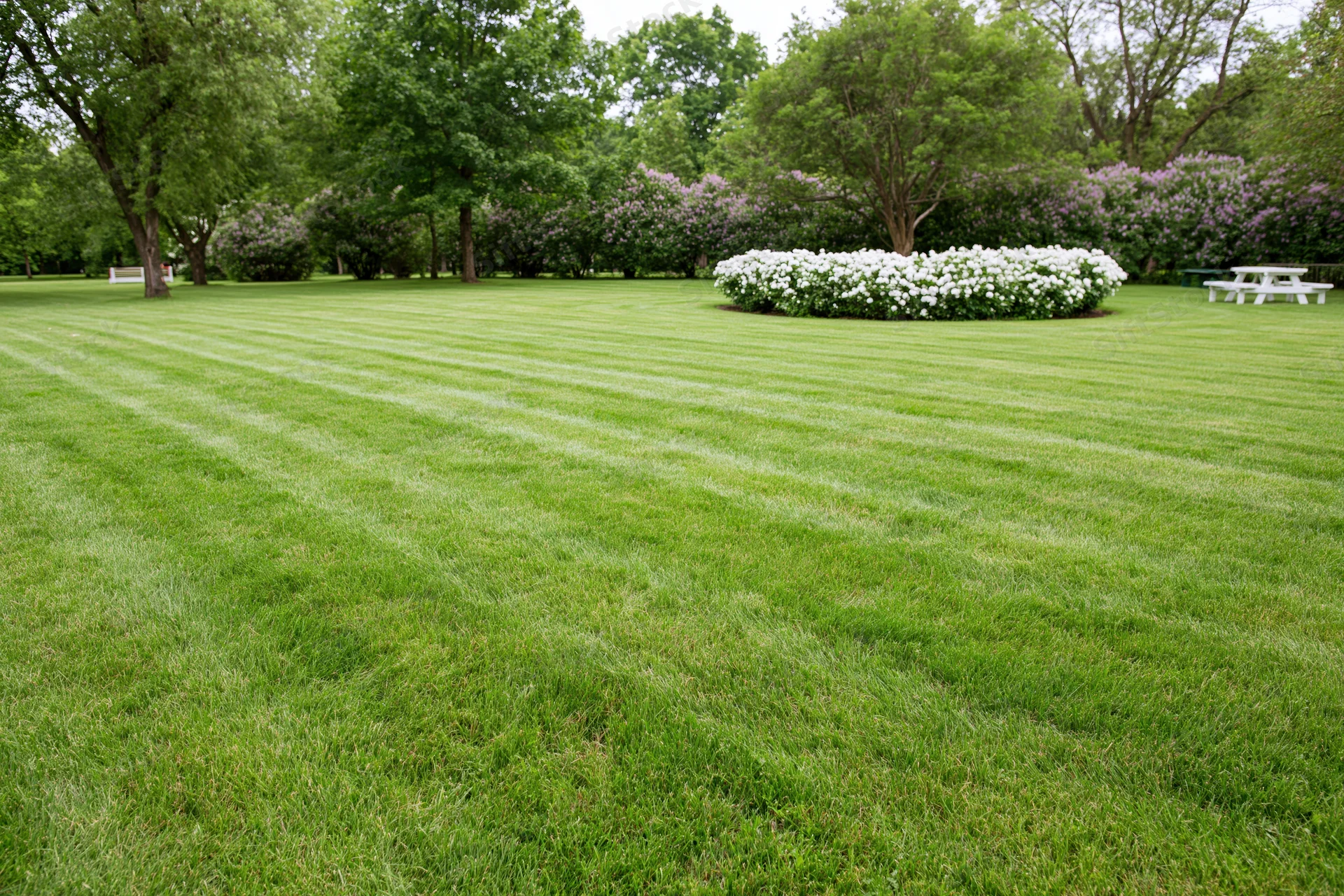 Freshly mowed striped lawn in a public park with blooming shrubs and trees in the background