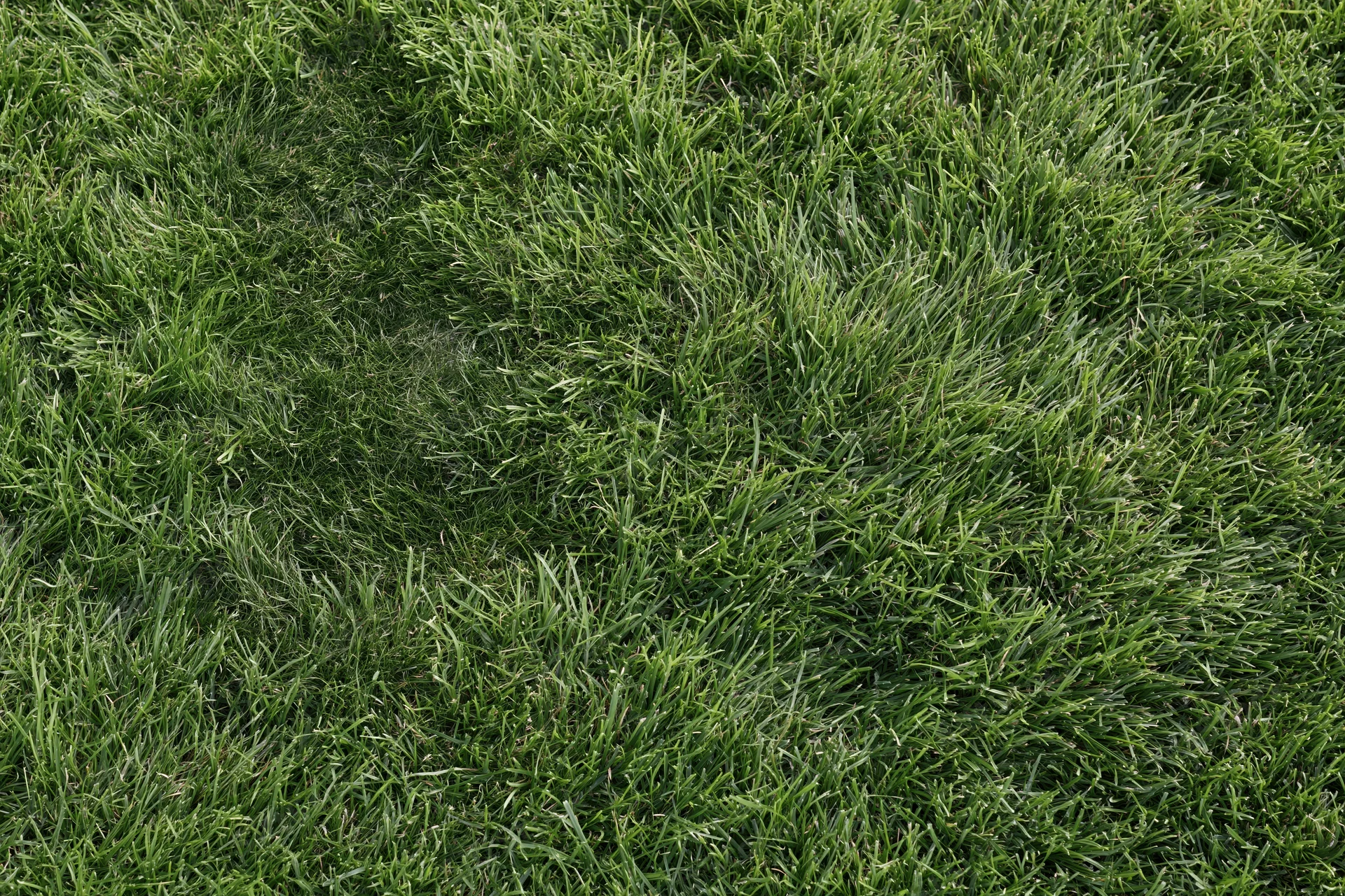 Short green grass covering the ground in a flat even layer
