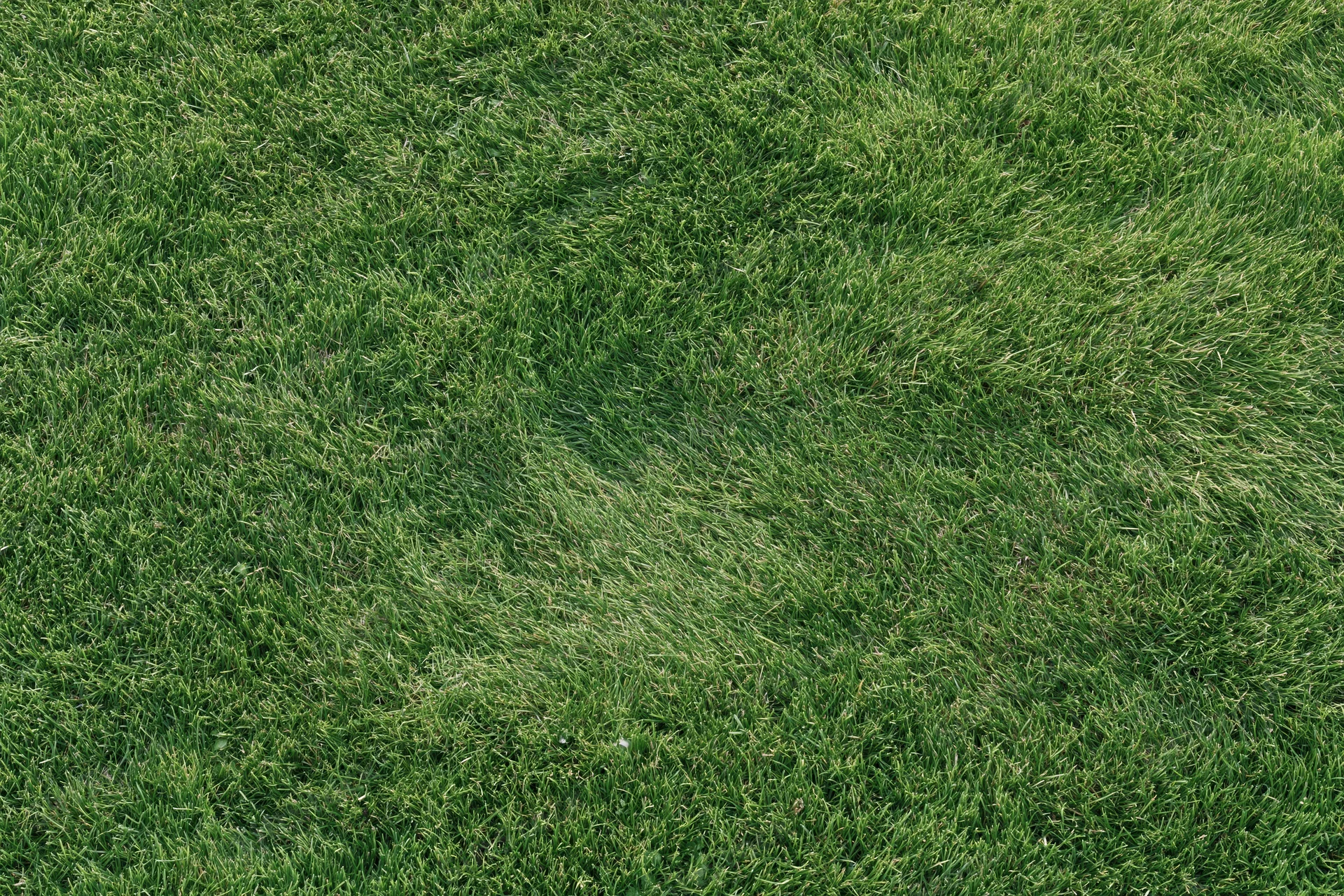 Short green grass covering the ground evenly in a flat outdoor lawn