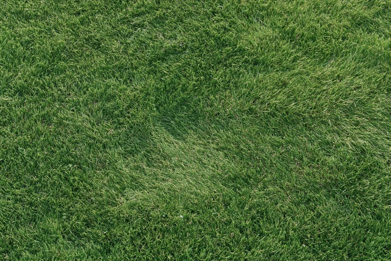 Short green grass covering the ground evenly in a flat outdoor lawn