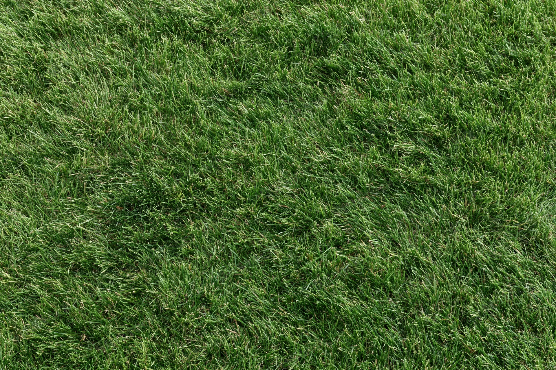 Short green grass covering the ground in a flat even layer
