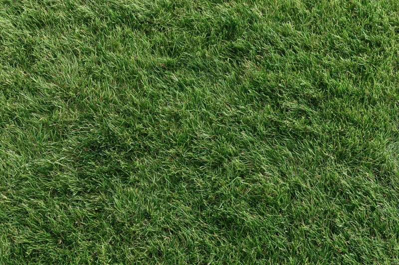 Short green grass covering the ground in a flat even layer