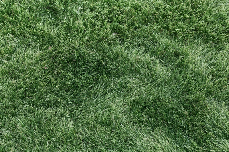 Short green grass covering the ground in a flat even layer