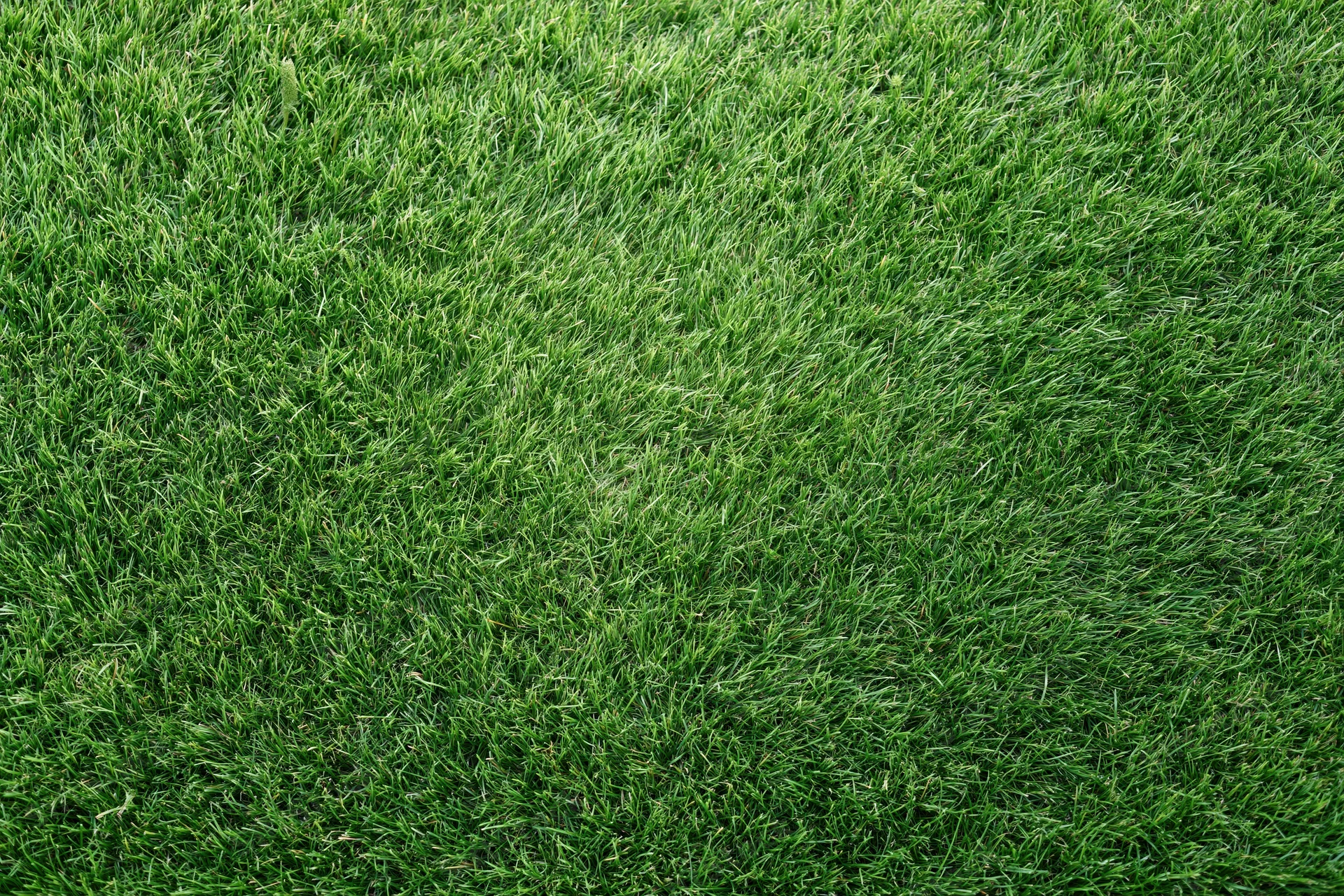 Short green grass covering the ground in a flat even layer