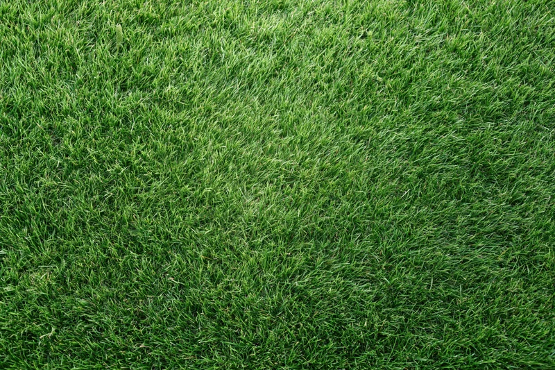 Short green grass covering the ground in a flat even layer