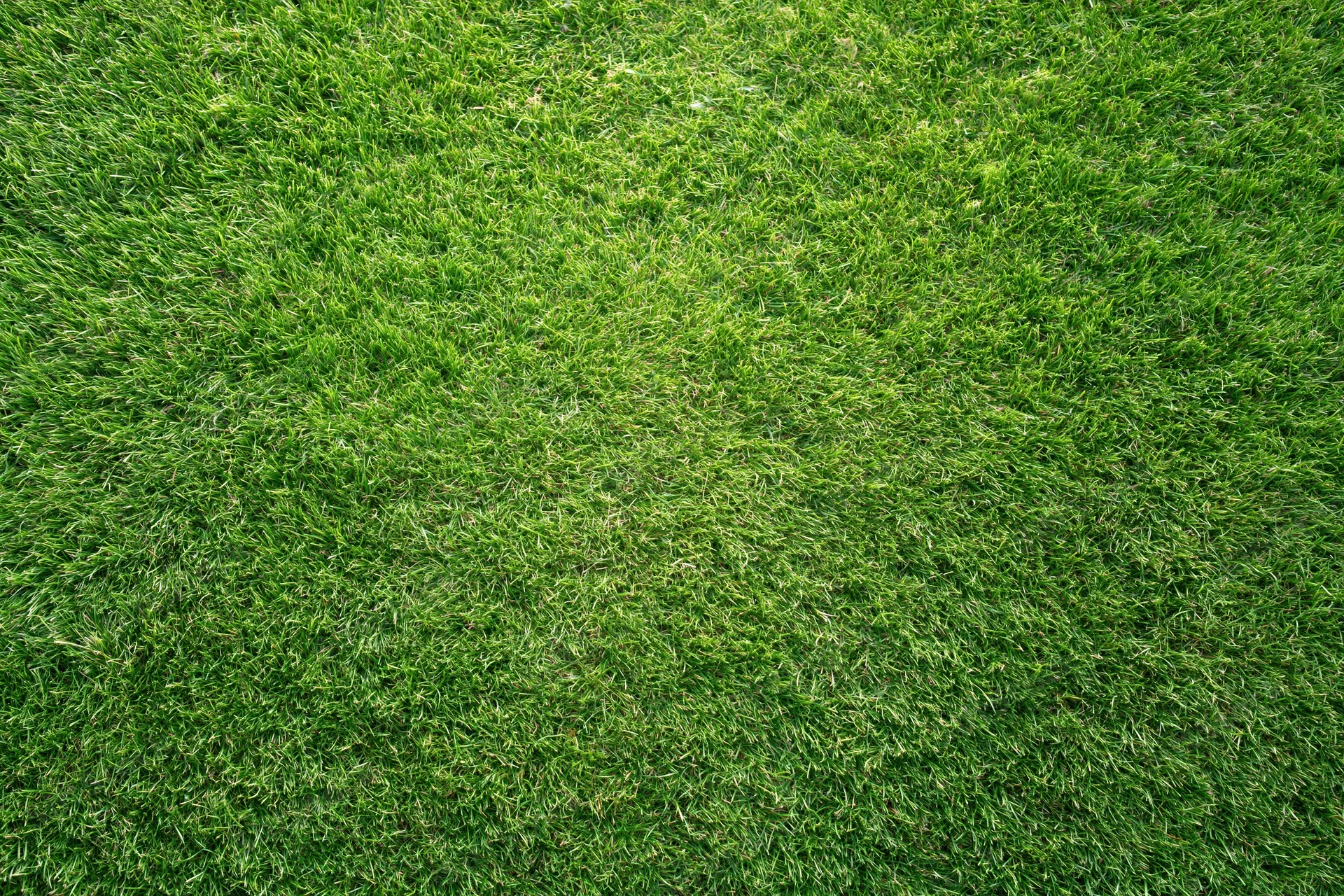 Freshly mowed short green grass covering the entire frame as a uniform surface