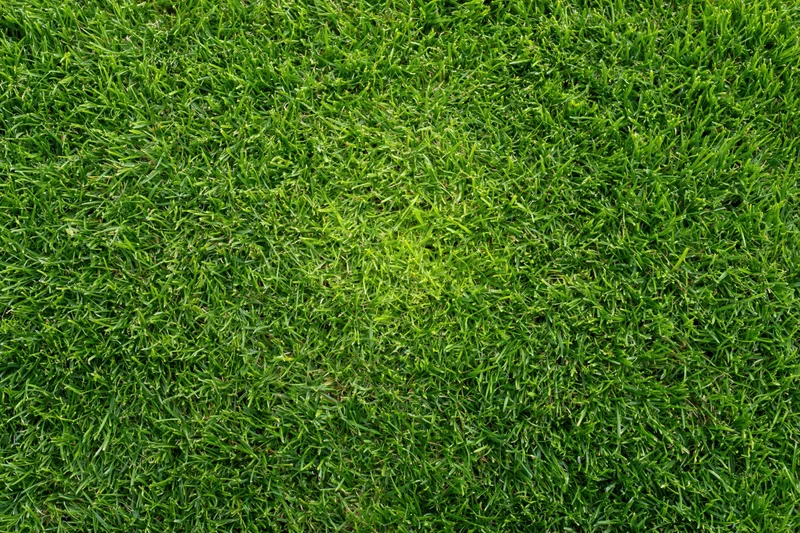 Short green grass covering the ground in a flat even layer