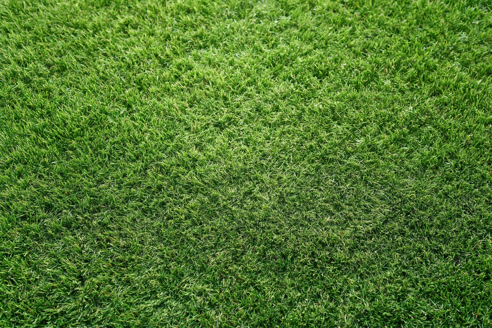 Freshly mowed short grass covering the ground in a flat even layer