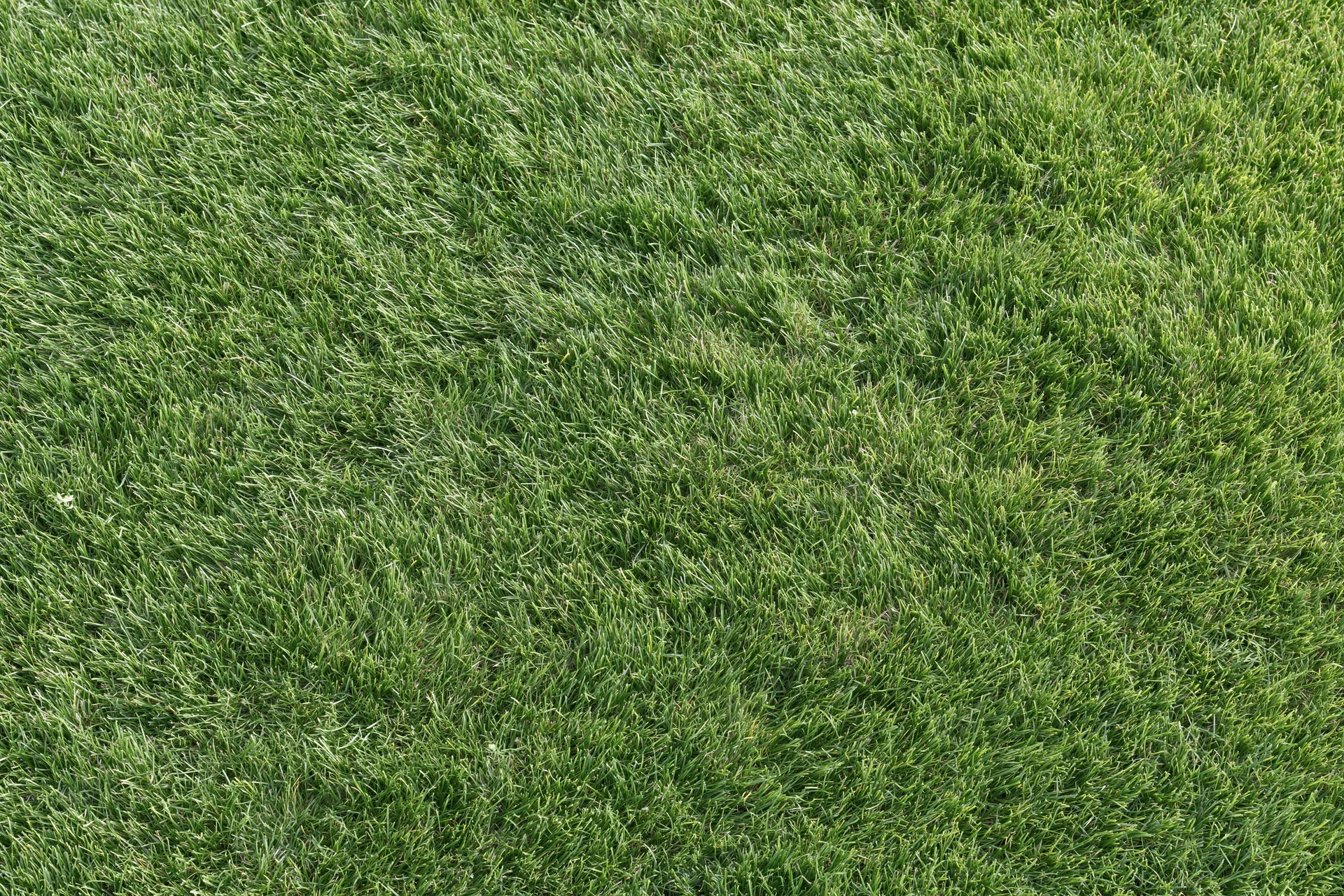 Short green grass lawn filling the frame flat and uniform