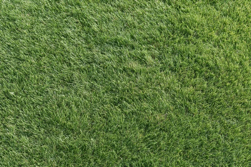 Short green grass lawn filling the frame flat and uniform