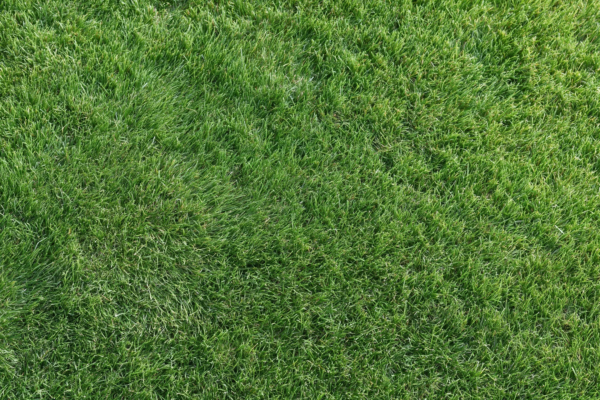 Short green grass lawn filling the frame flat and even