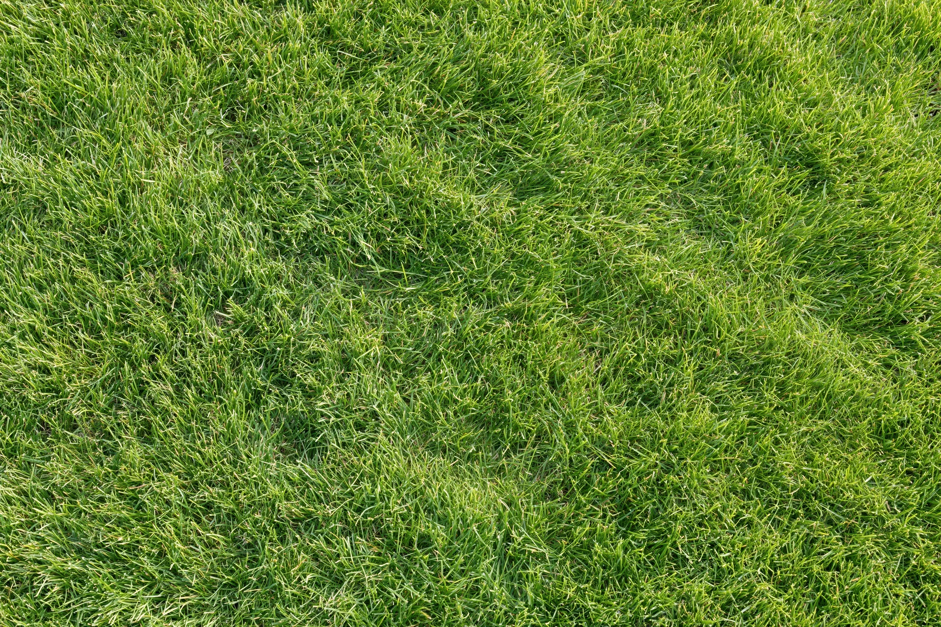 Short green grass lawn filling the frame flat and evenly mowed
