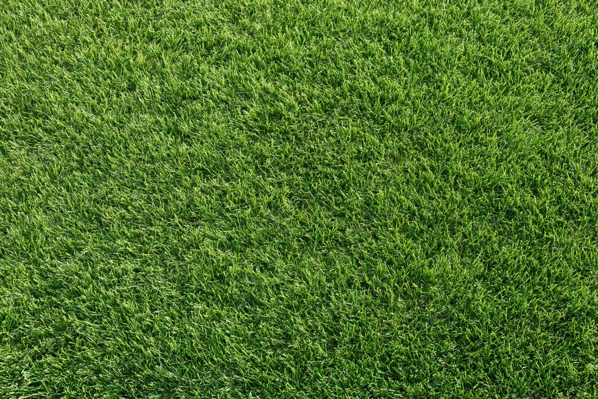 Freshly mowed short green grass lawn filling the frame flat