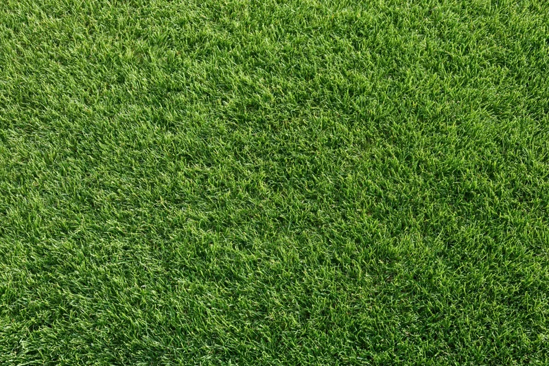 Freshly mowed short green grass lawn filling the frame flat