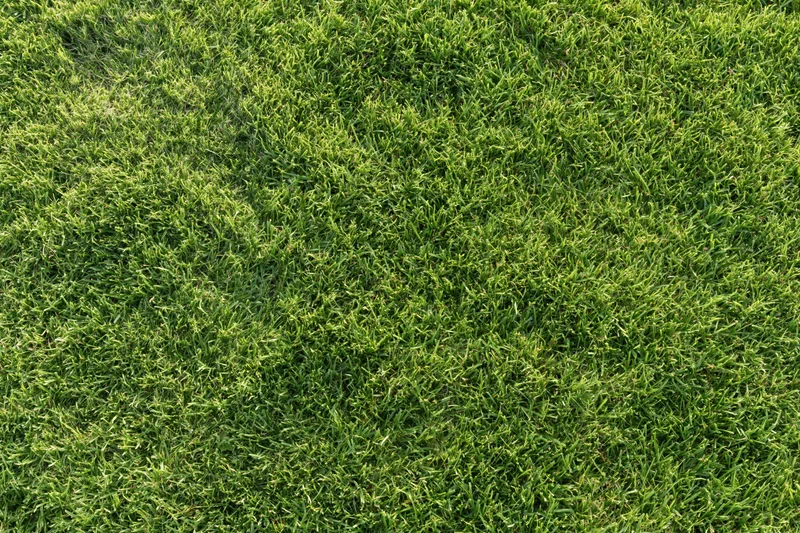 Short green grass lawn filling the frame flat and even