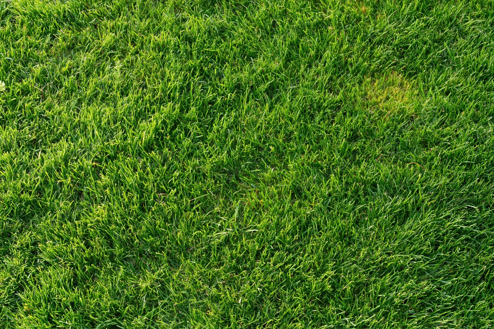Short green grass lawn filling the frame flat