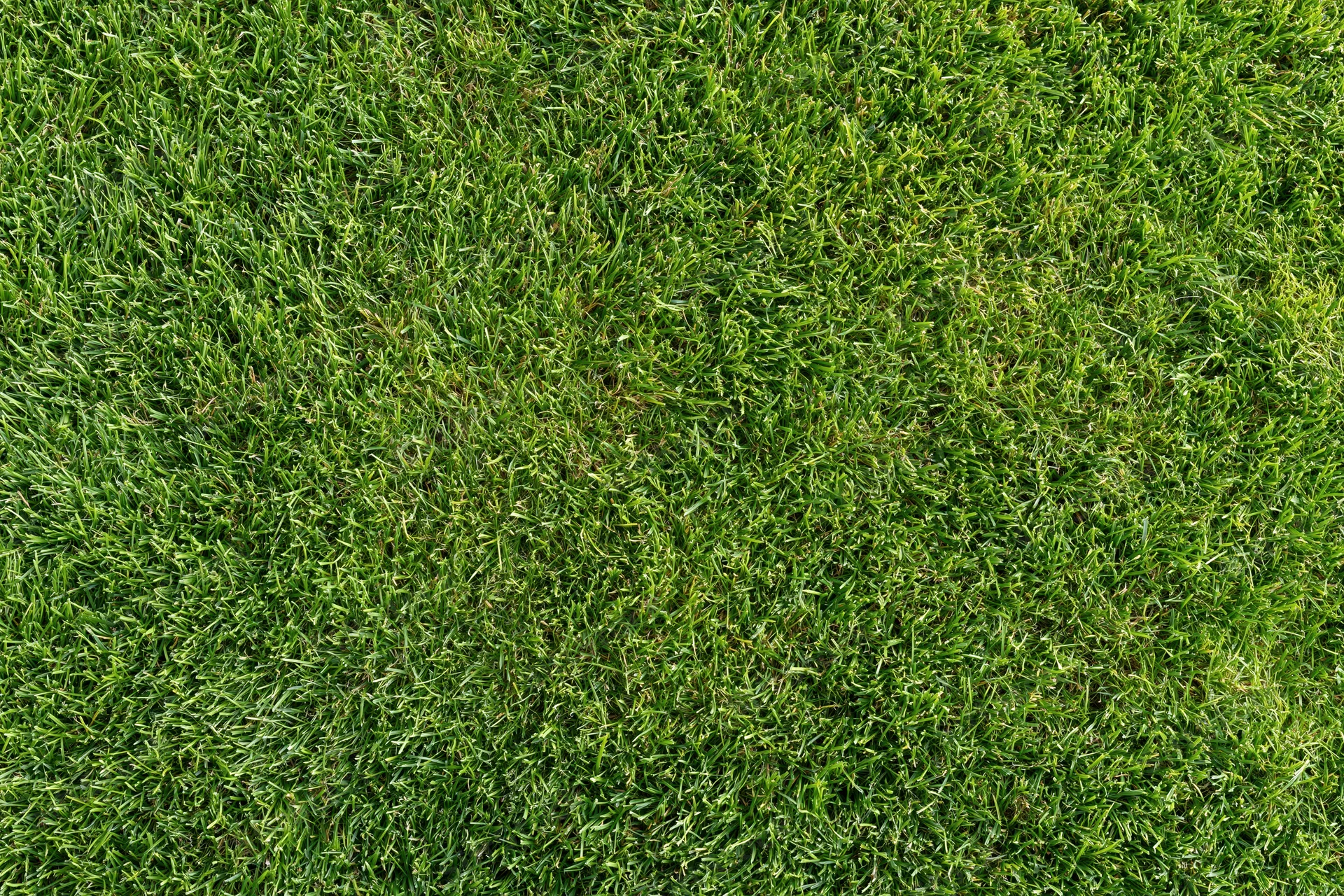 Short mowed grass lawn filling the frame flat