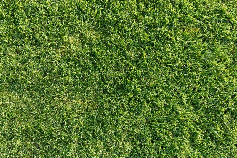 Short green grass lawn filling the frame flat and evenly mowed