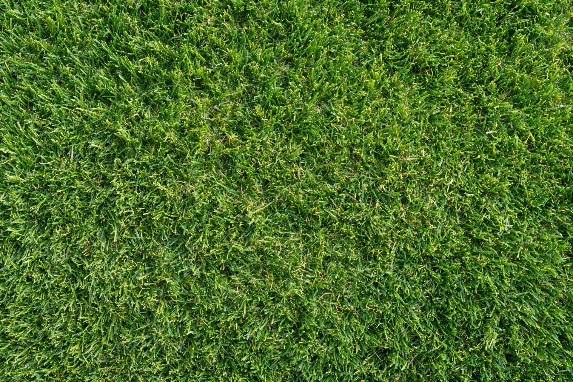 Freshly mowed short grass lawn filling the frame from overhead view