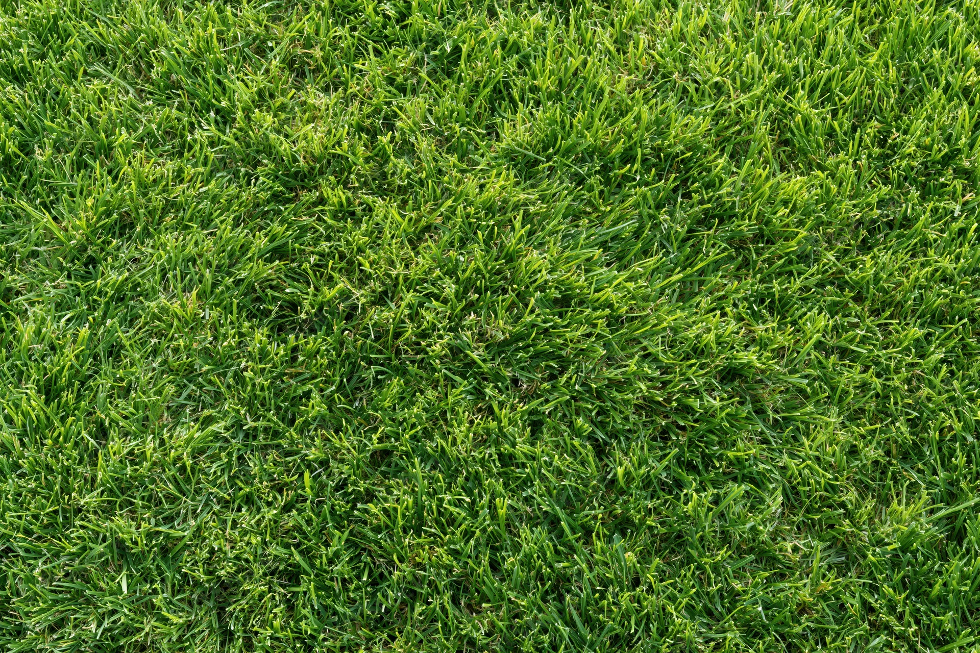 Short green grass lawn filling the frame with dense mowed turf