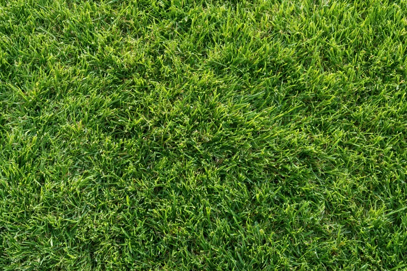 Short green grass lawn filling the frame with dense mowed turf
