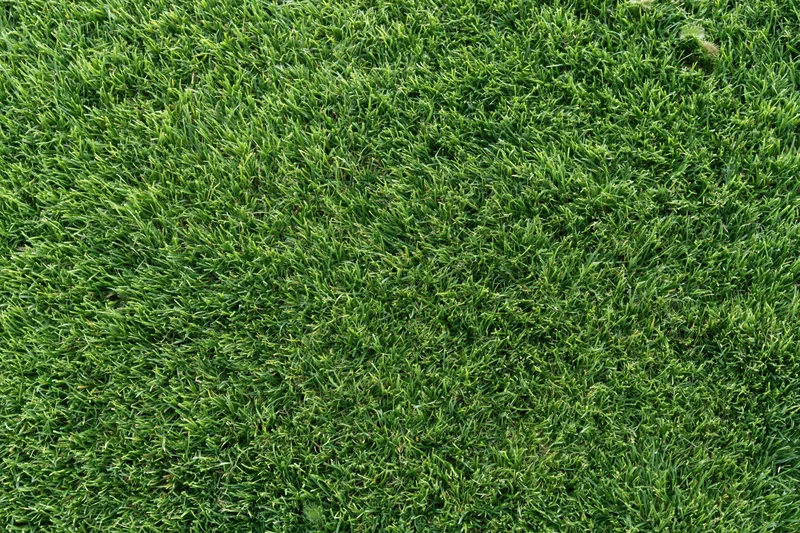Freshly mowed short grass lawn filling the frame from overhead view