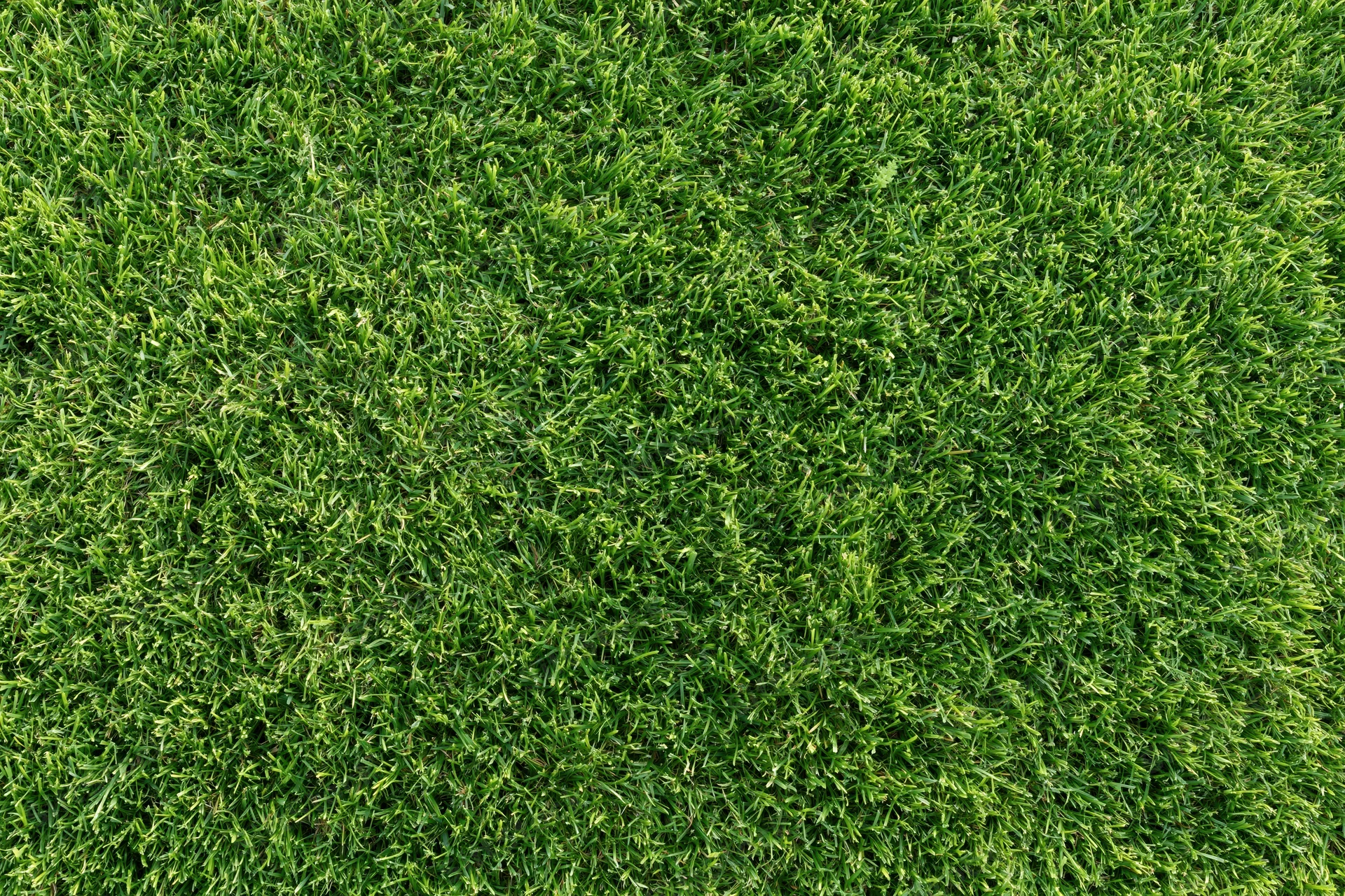 Short green grass lawn filling the frame from overhead view