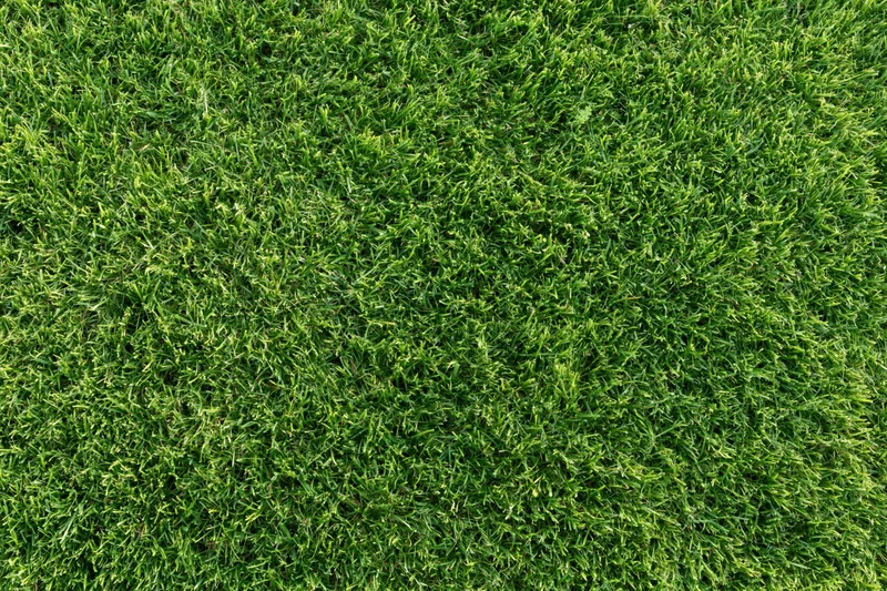 Short green grass lawn filling the frame from overhead view