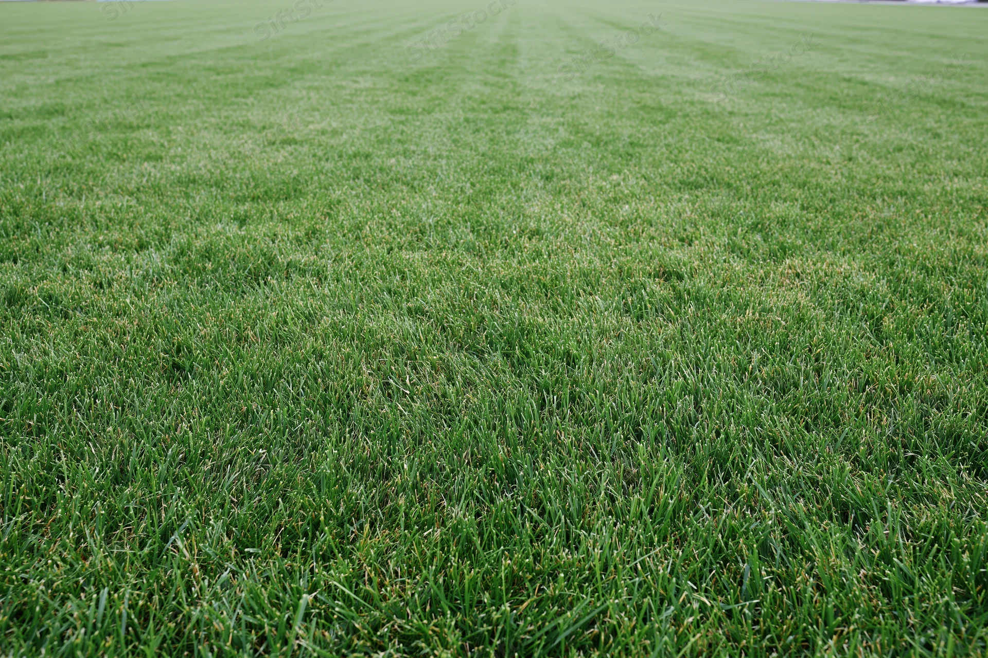 Freshly mowed grass covering a sports field in even strips under daylight