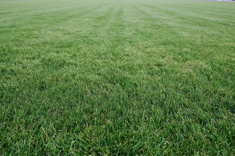 Freshly mowed grass covering a sports field in even strips under daylight