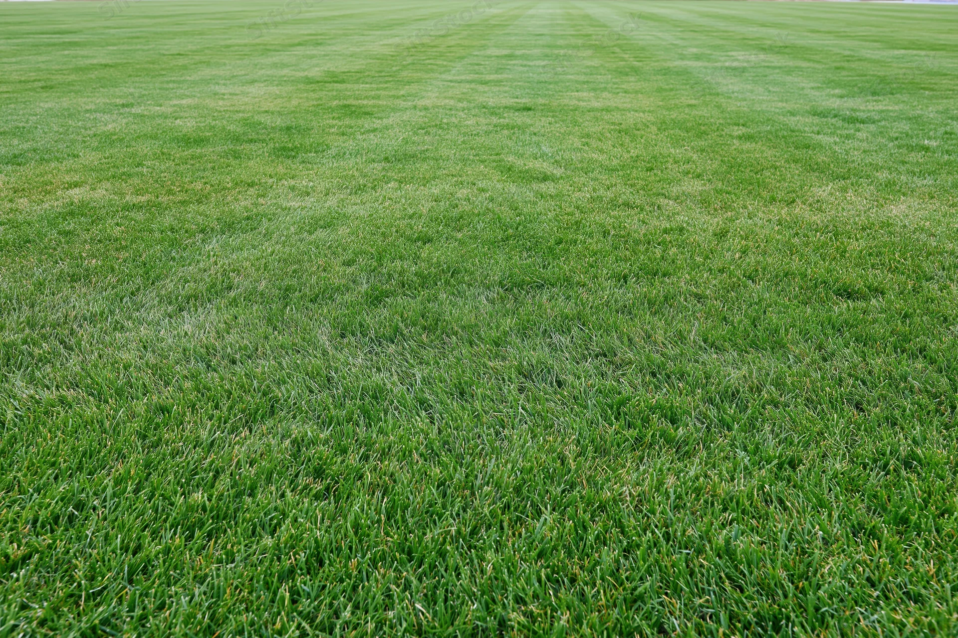 Freshly mowed grass covering a sports field in even strips