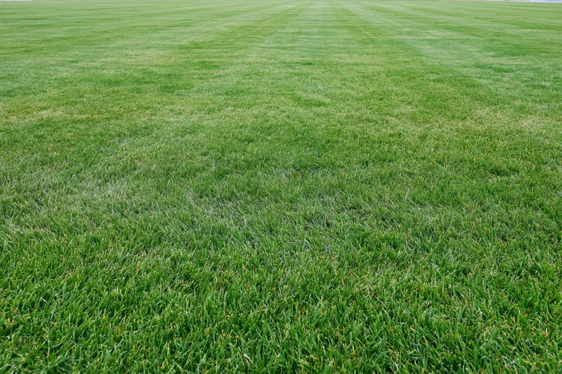 Freshly mowed grass covering a sports field in even strips