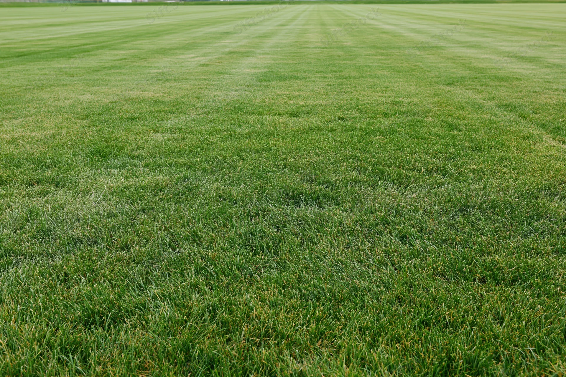 Freshly mowed grass covering a sports field in even stripes