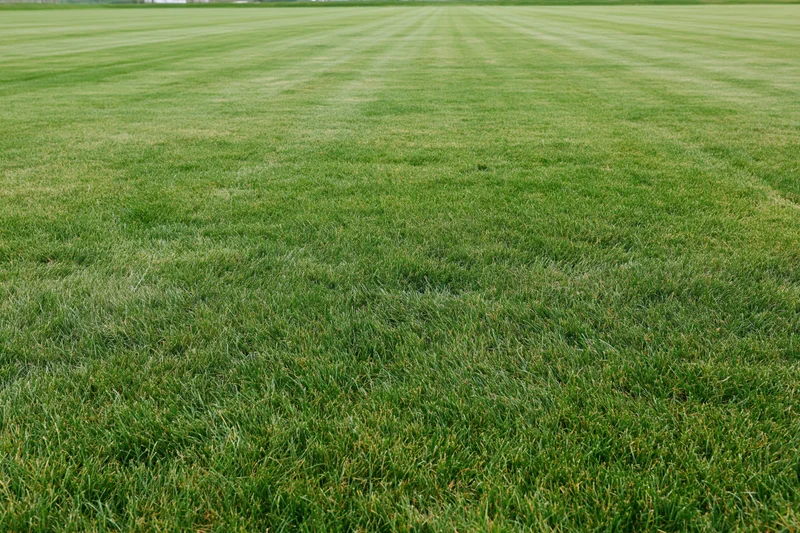Freshly mowed grass covering a sports field in even stripes