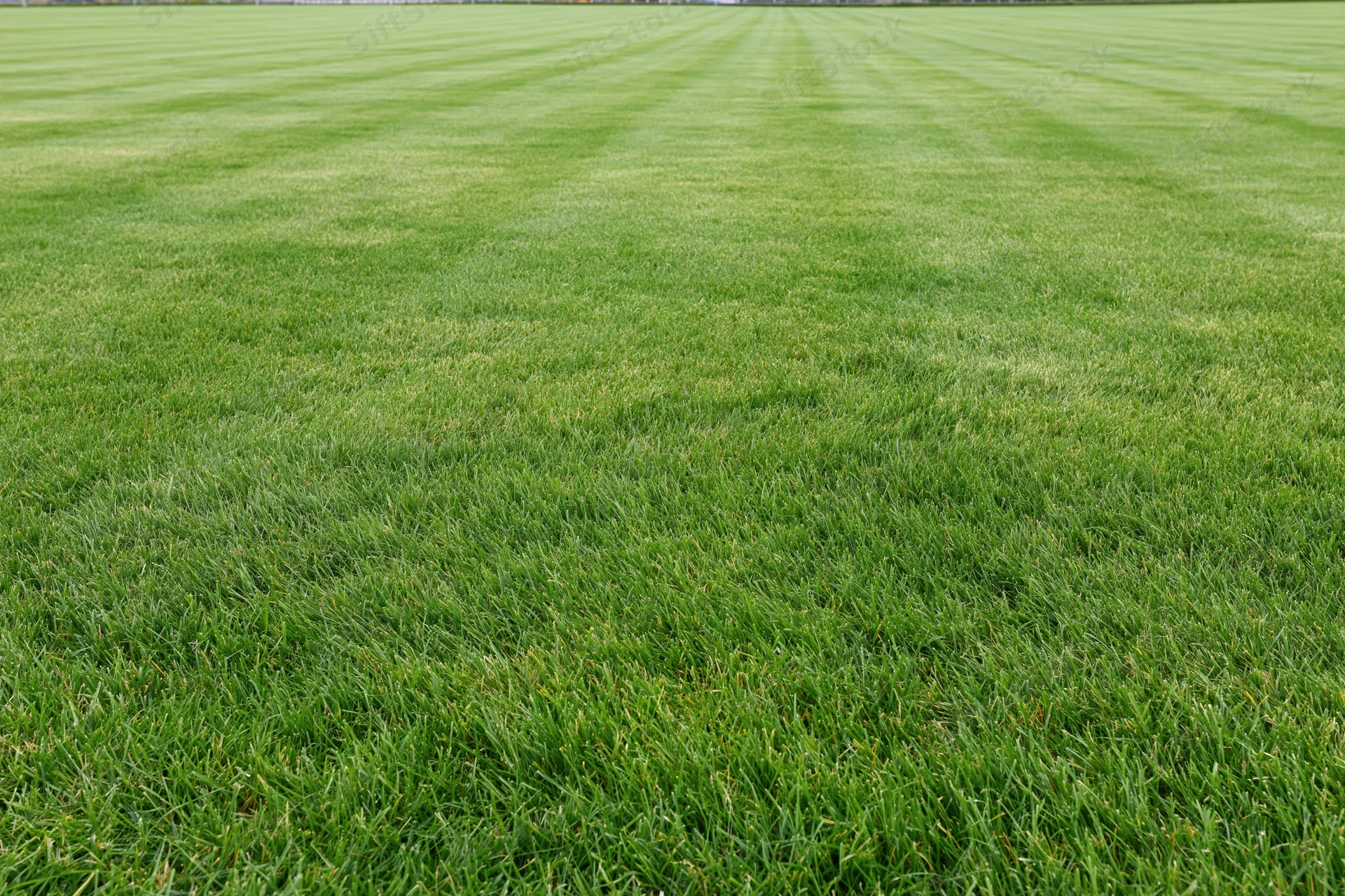 Freshly mowed grass covering a sports field with striped pattern and even texture