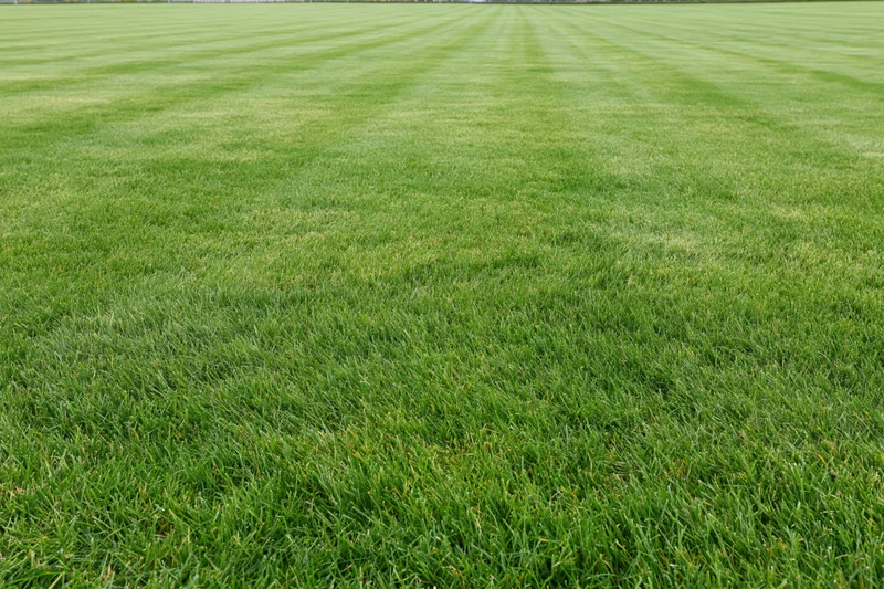 Freshly mowed grass covering a sports field with striped pattern and even texture