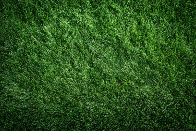 Freshly mowed grass on a sports field viewed from directly above