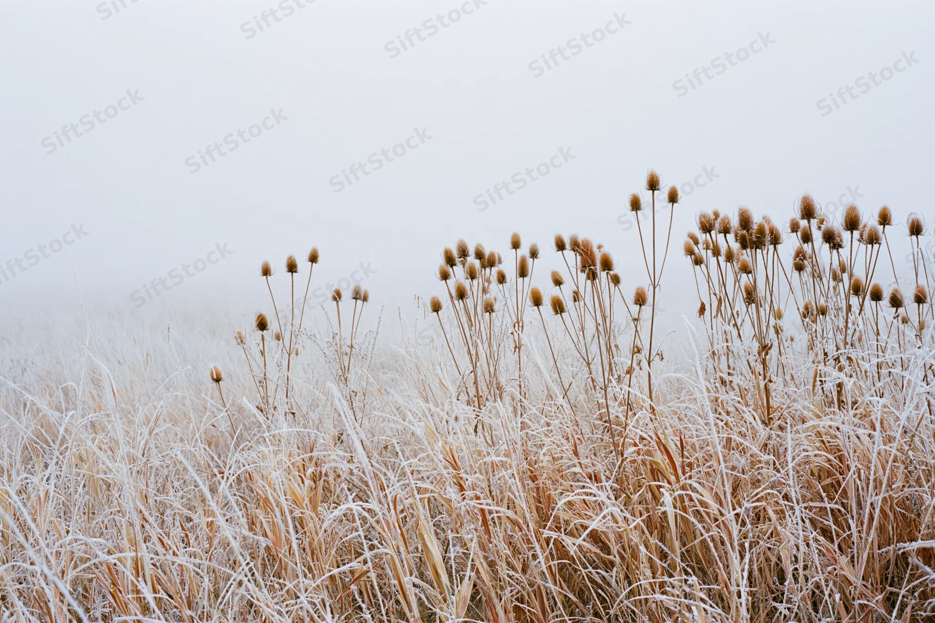 Frost-covered wild grasses and dried thistle seed heads in a winter field
